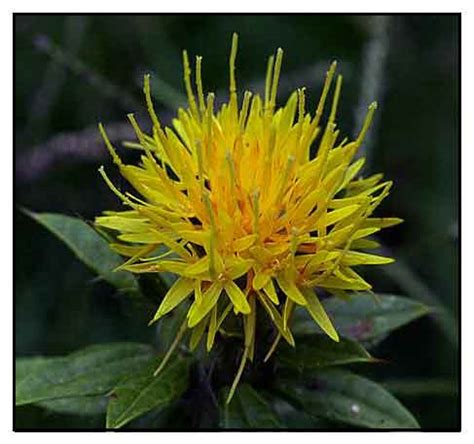 kasubha saffron|Kasubha, Carthamus tinctorius Linn., SAFFLOWER, .